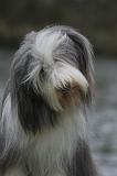 BEARDED COLLIE 405